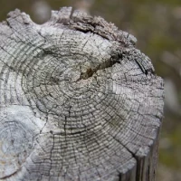 Arboricultural Consultant 0