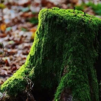 Arboricultural Consultant 1