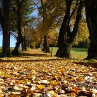 Tree Pruning 9