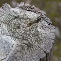 Tree Stump Removal 0